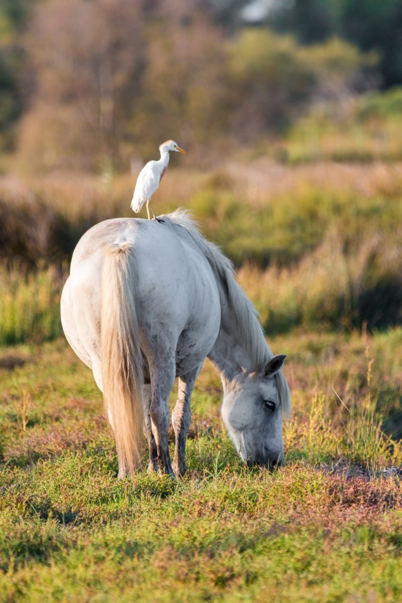 Nature & Camargue